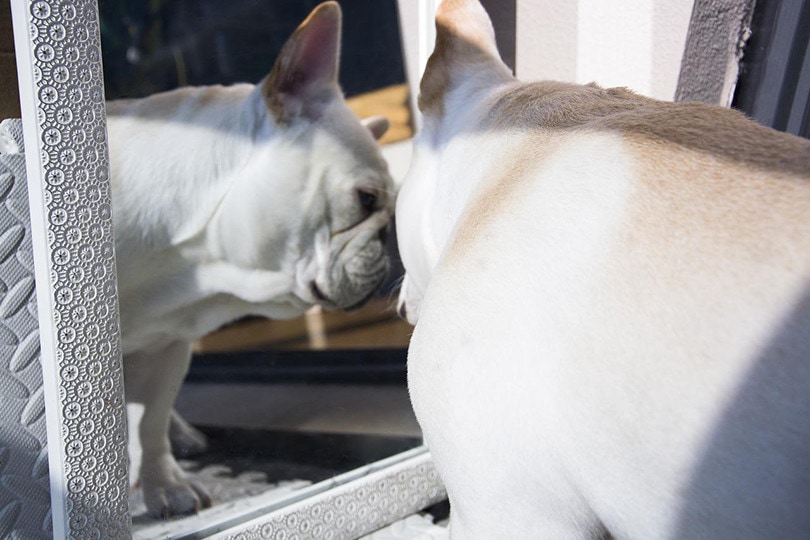 Pug on Mirror