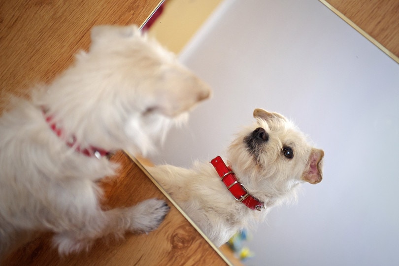 Puppy in mirror