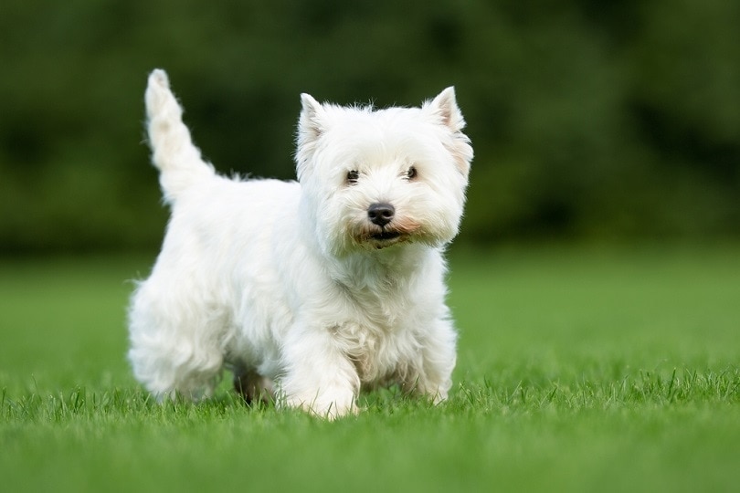 West Highland White Terrier dog walking on grass