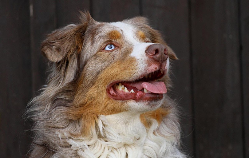 a side view close up of an australian shepherd dog