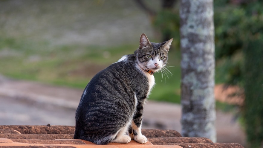 american wirehair cat sitting