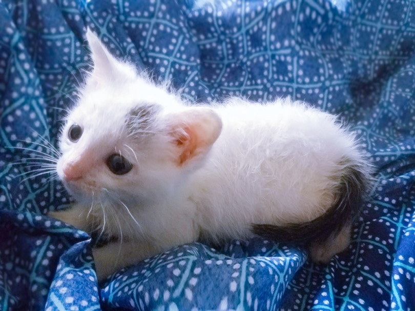 american wirehair kitten