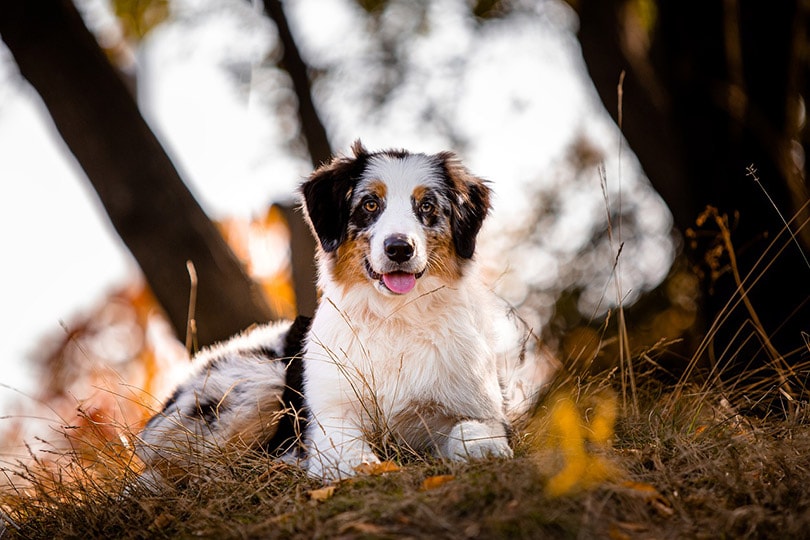 australian shepherd dog in the forest