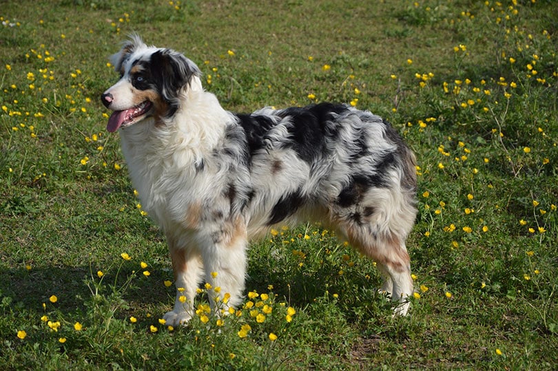 australian shepherd dog in the meadow