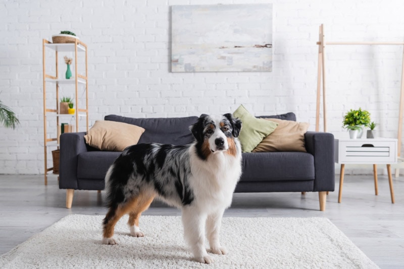 Australian shepherd summer best sale haircut
