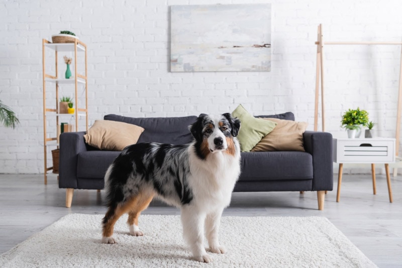 australian shepherd dog standing on carpet in living room