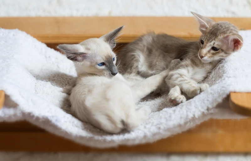 balinese and oriental longhair kitten cat on a hammock
