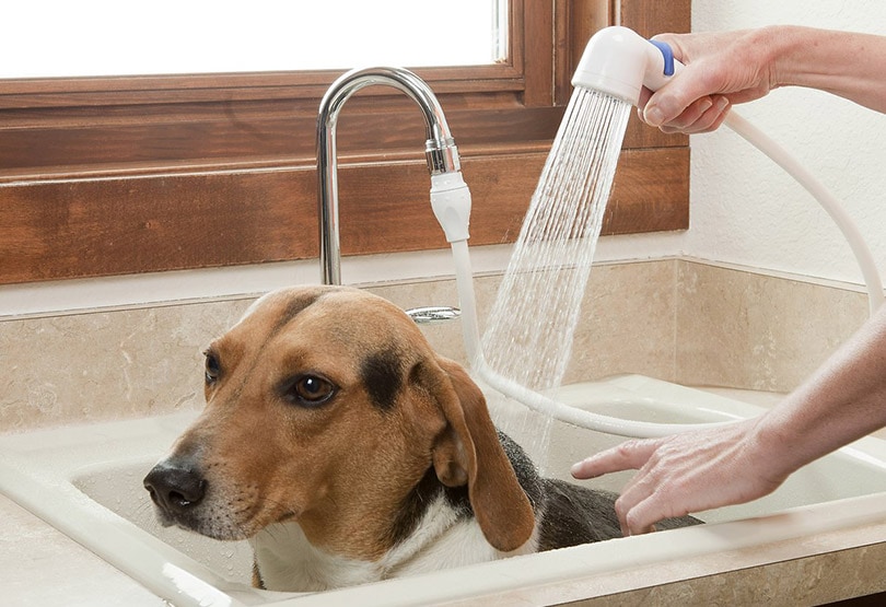 beagle dog in the bath