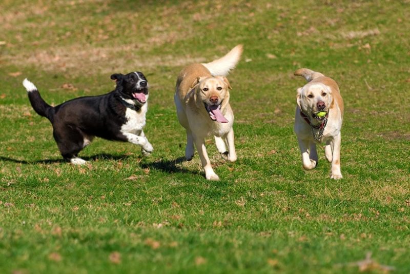 beautiful Labrador dogs playing with a ball in a green meadow