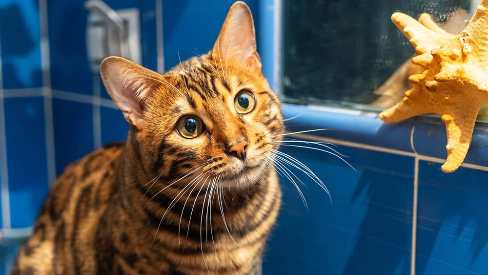 bengal cat looking curious in the shower