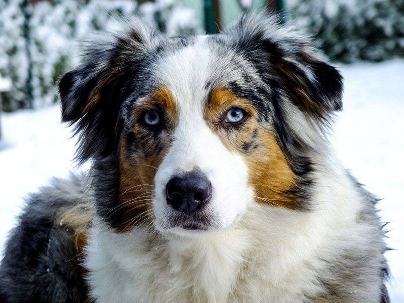 blue merle australian shepherd dog with blue eyes