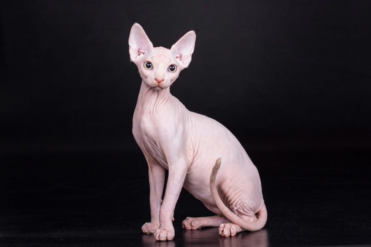 12 Sphynx Cat Health Problems VetApproved Prevention & Treatment Hepper