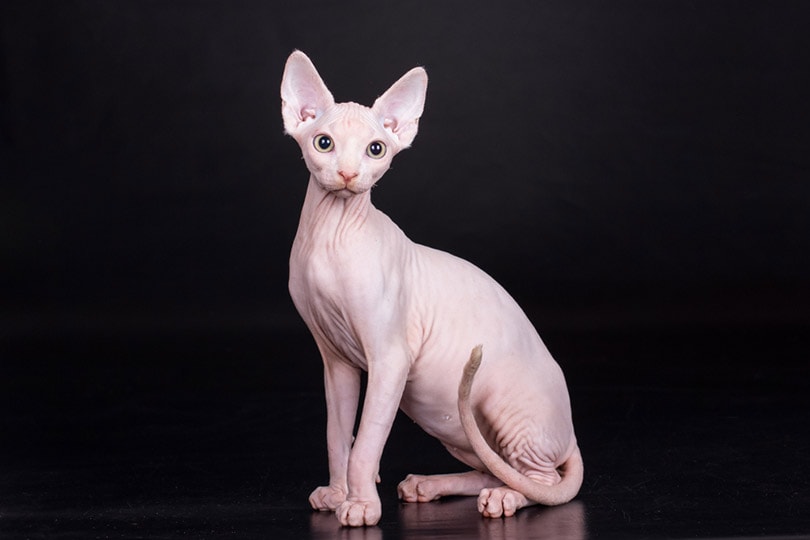 grey sphynx cat on a wooden table