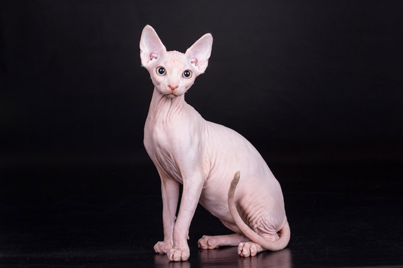 canadian sphynx cat sitting in a dark background