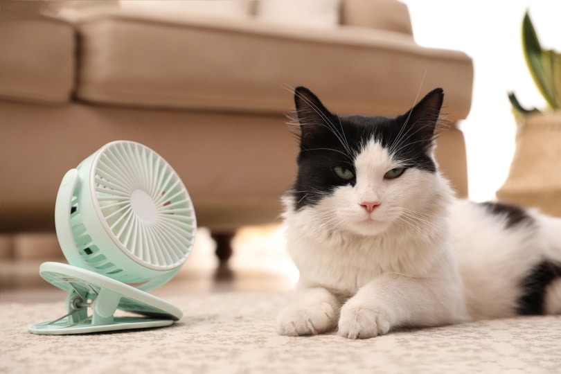 cat enjoying air flow from fan
