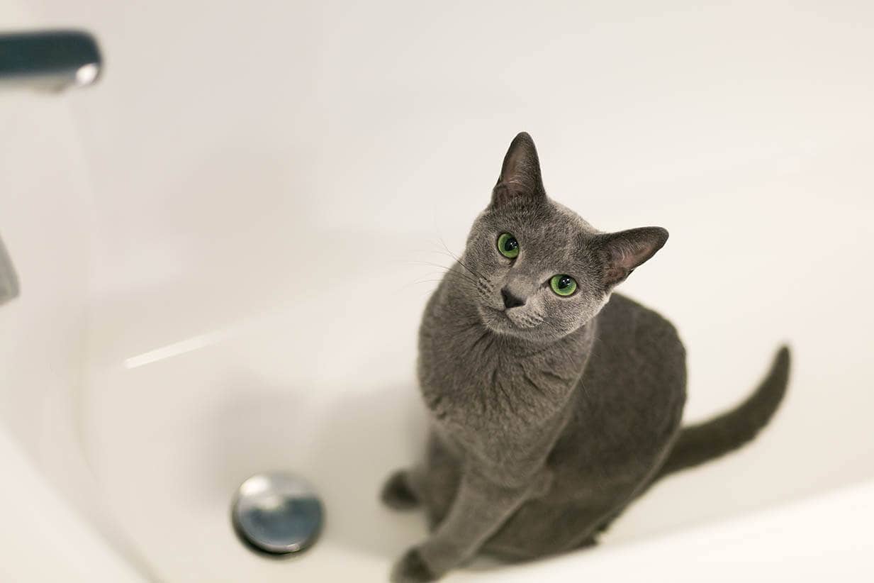 cat in the bathtub