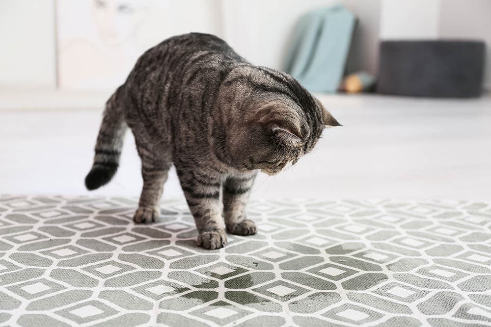 cat looking at its pee on the carpet