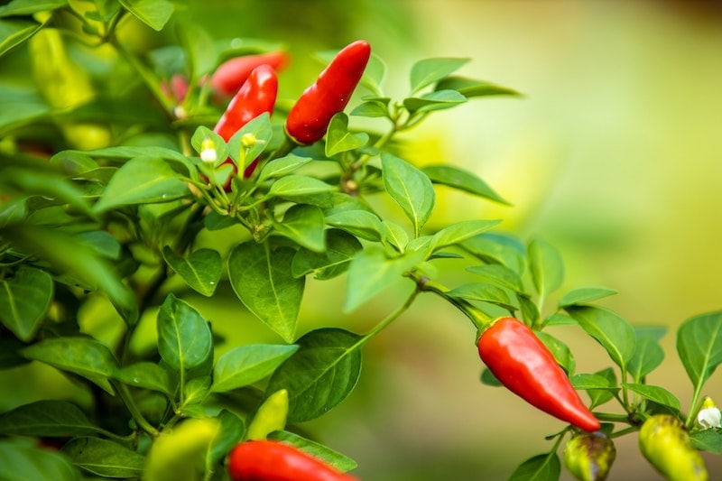 chili pepper plant