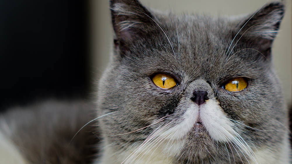 close up exotic shorthair cat