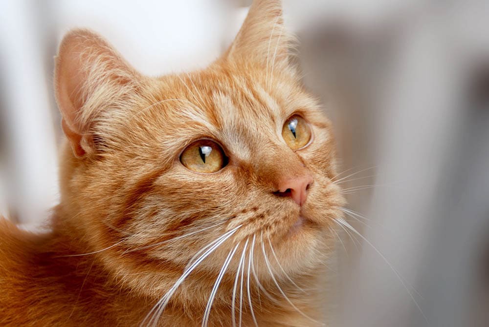 close up red domestic cat