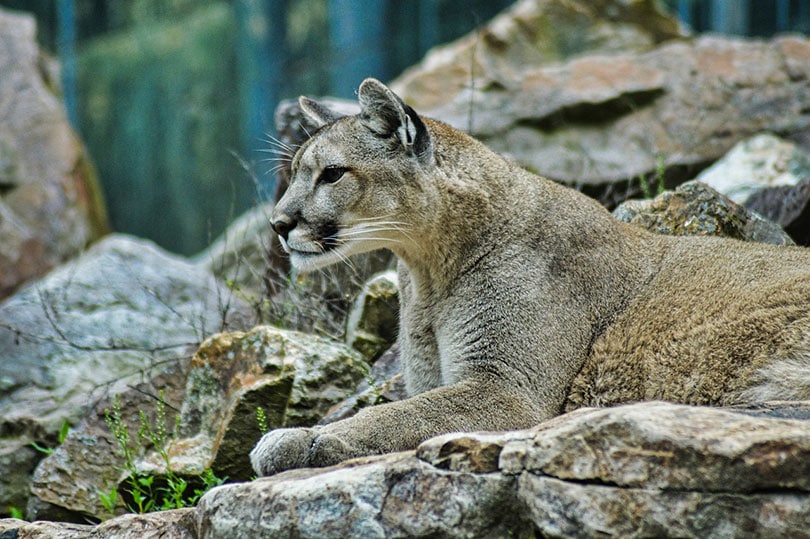 cougar lying on a big rock