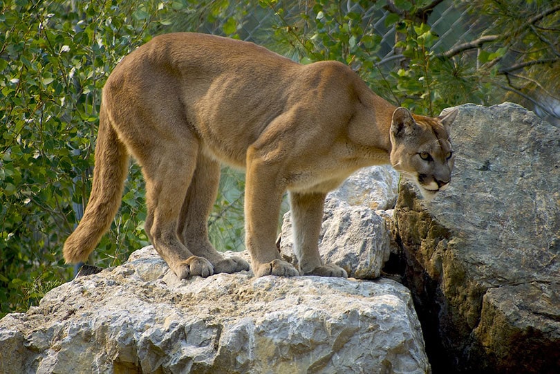 cougar on a rock in a zoo