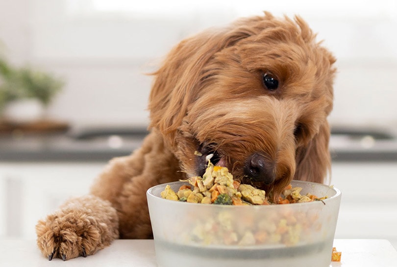 how much does dog food cost a month