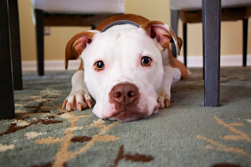 Dogs Leave Food on the Floor Dogs Leave Food on the Floor