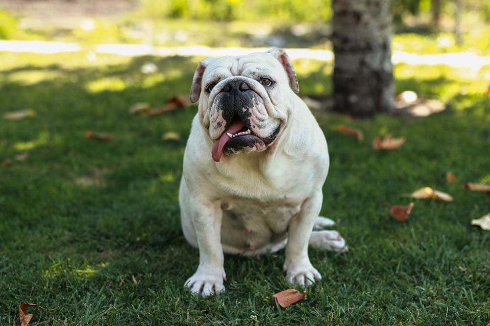 female english bulldog sitting on the grass