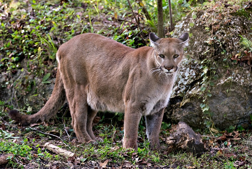 florida panther in the wild
