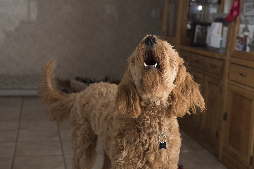 Why Does My Dog Bark at Thunder? 9 Reasons and How to ...