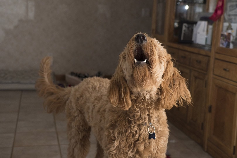 golden doodle dog barking at home