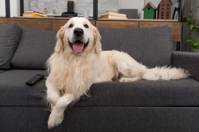 golden retriever dog lying on couch with tv remote