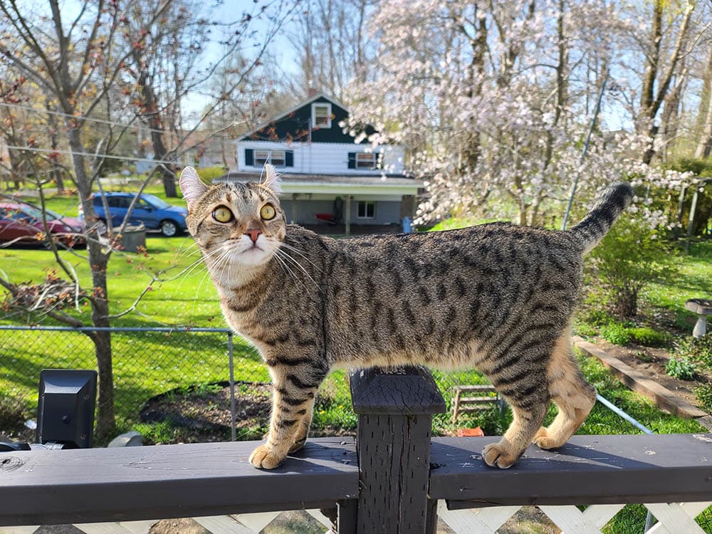 highlander standing on a porch railing