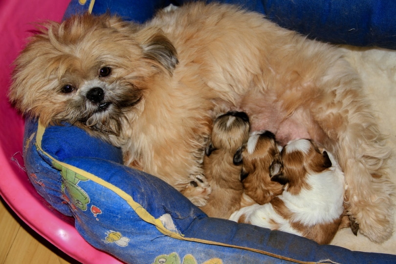 mother shih tzu feeding her puppies