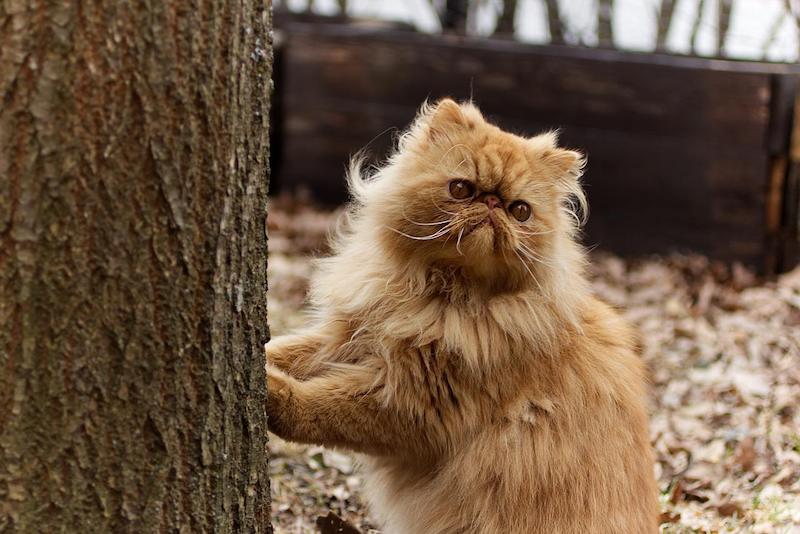 persian tabby cat outside with paws on tree