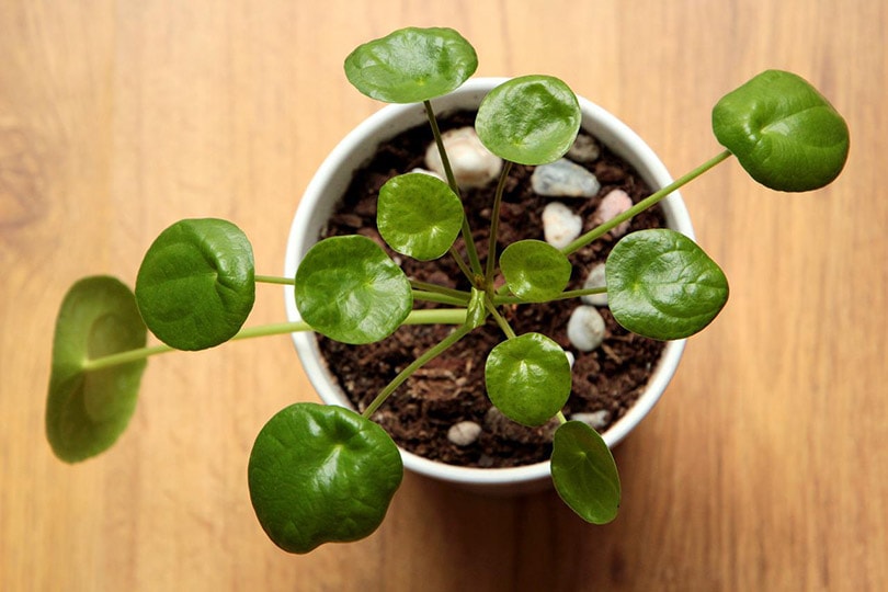 pilea plant in white pot