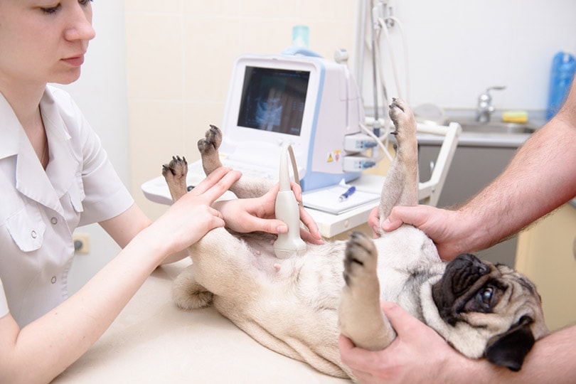 pug dog having ultrasound scan in vet office