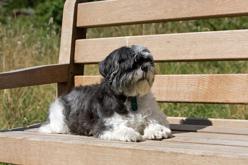 shih tzu on wooden bench