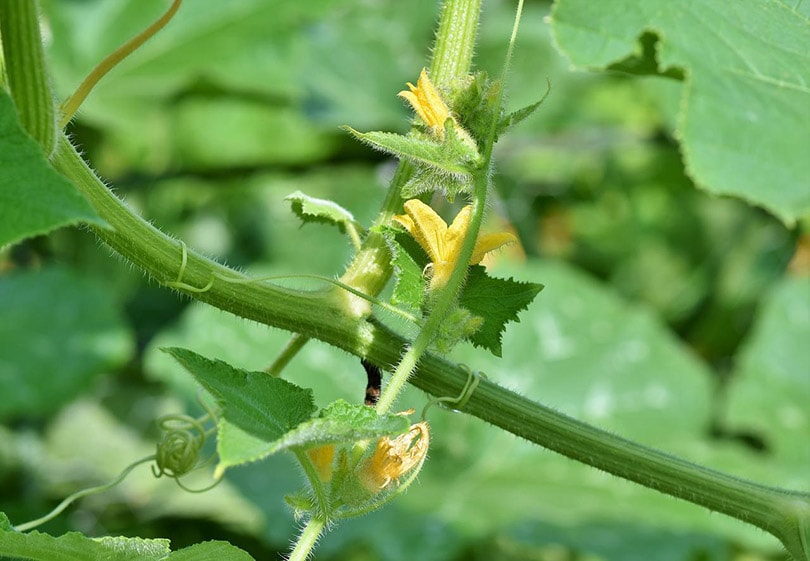 tomato plant