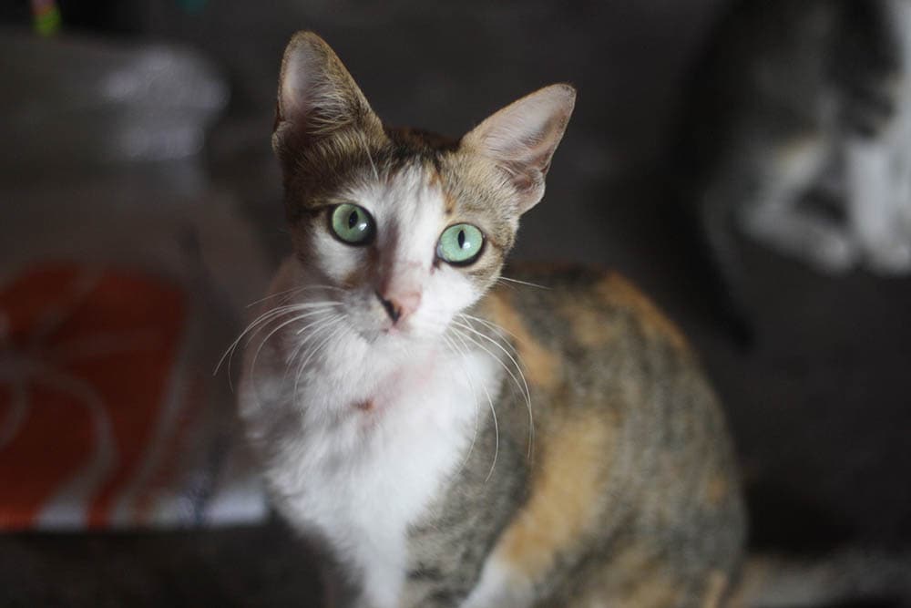 tricolor javanese cat