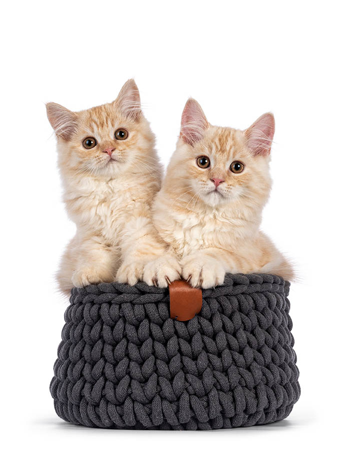 Two cream Cymric kittens in a gray basket