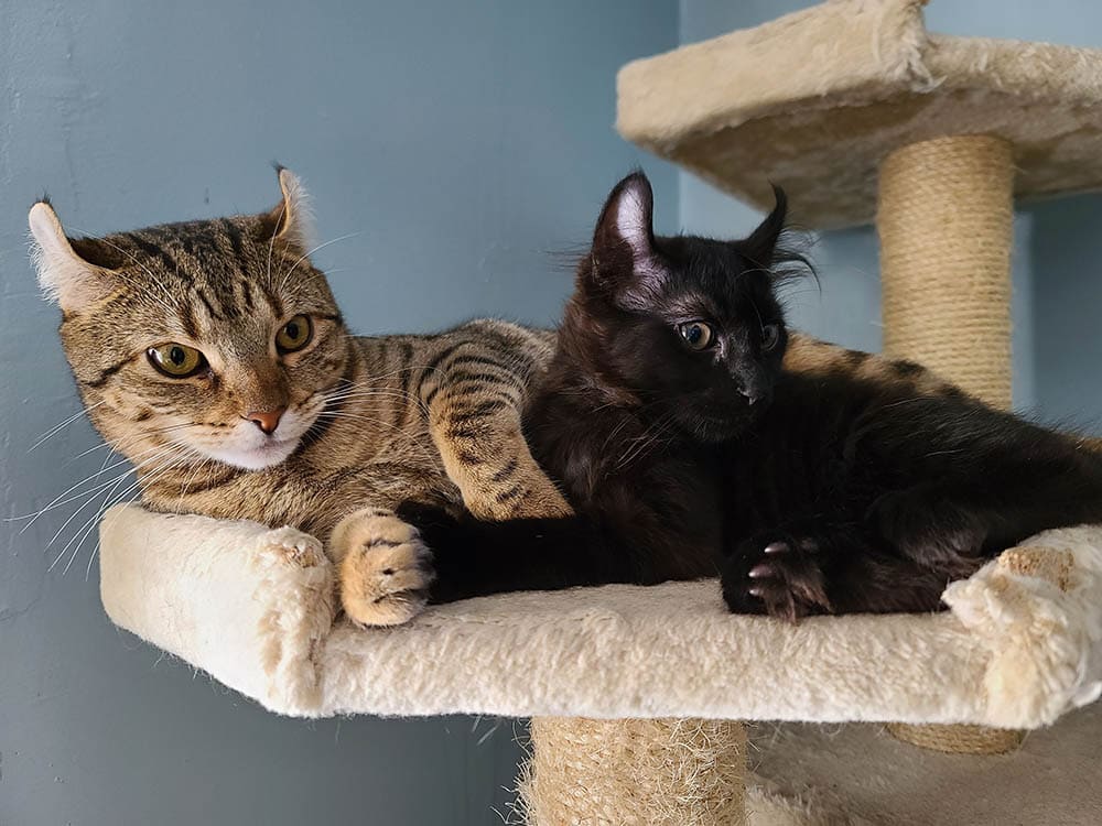 Two highlander cats resting in a cat tower together