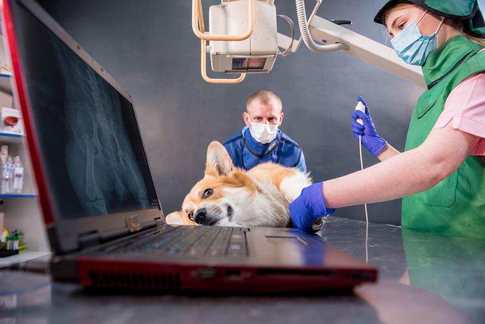 vet doing xray on a corgi