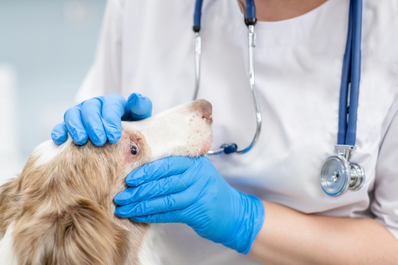 vet examining dog's eye