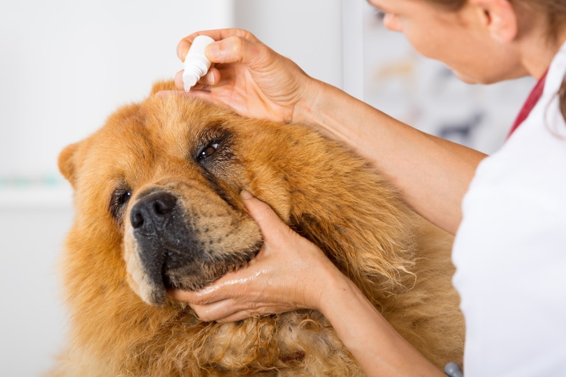 vet treating chow chow dog's eye