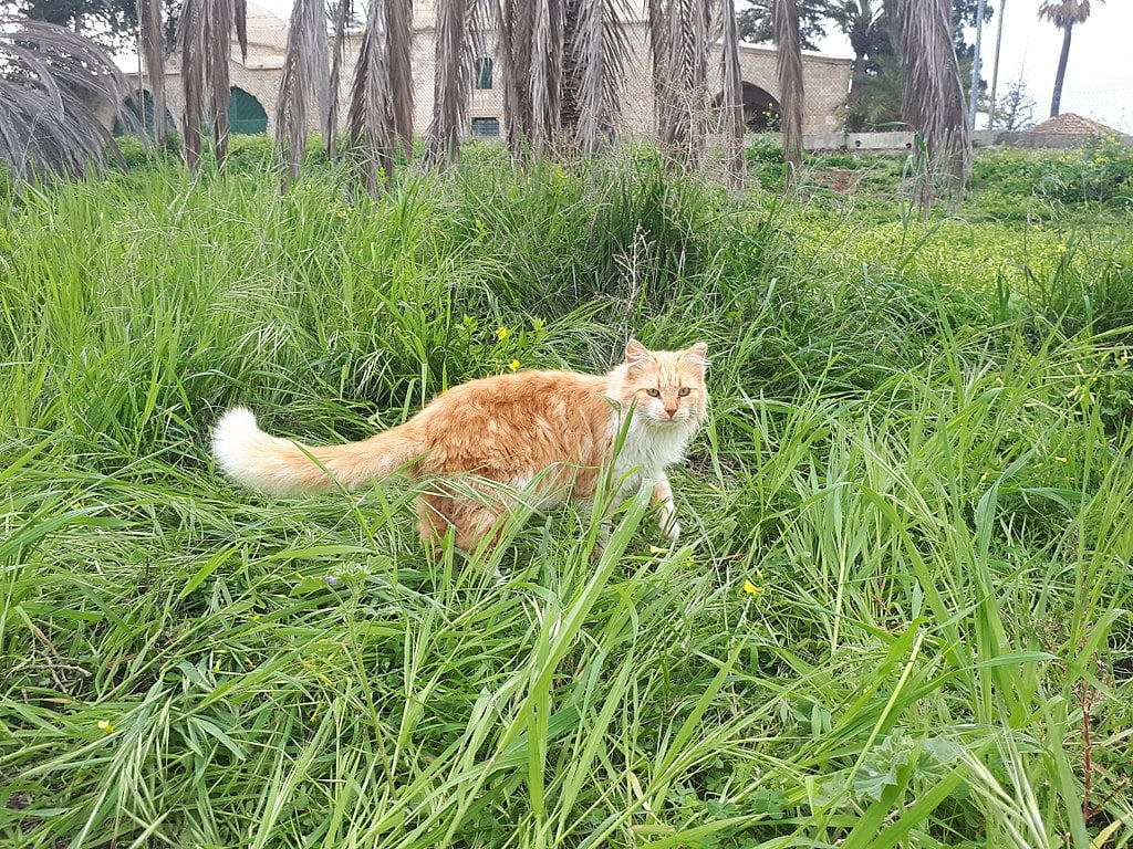 Con mèo khổng lồ của Aphrodite trên cỏ