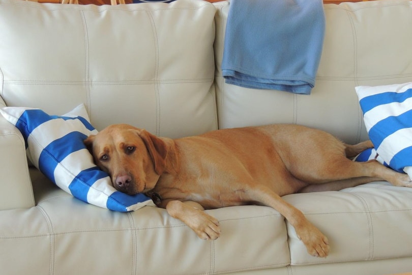 dog using pillow