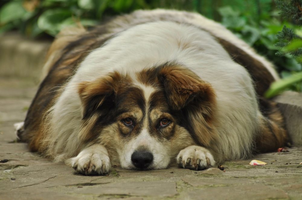 obese dog lying on the ground