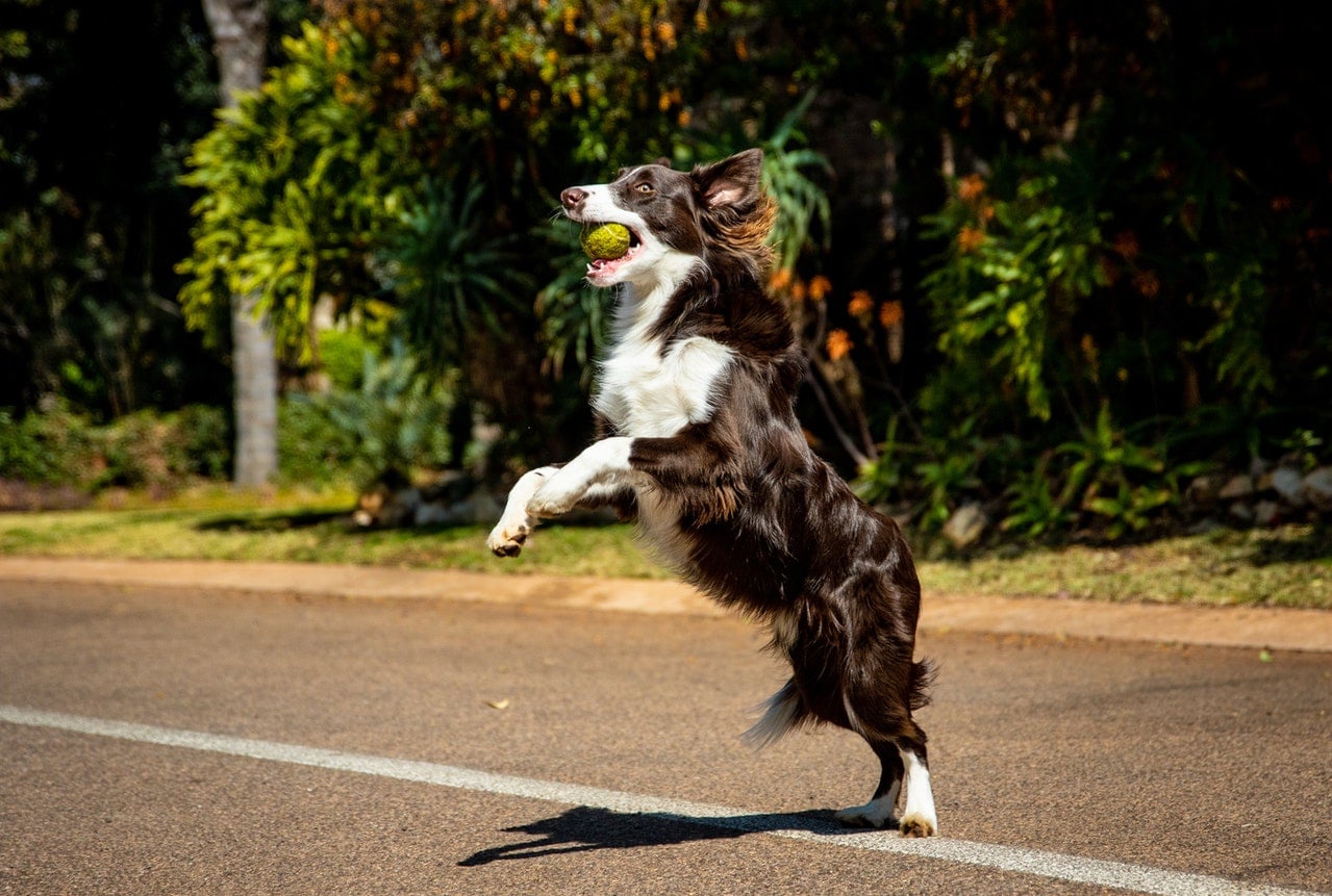 Black and White Border Collie Playing Catch